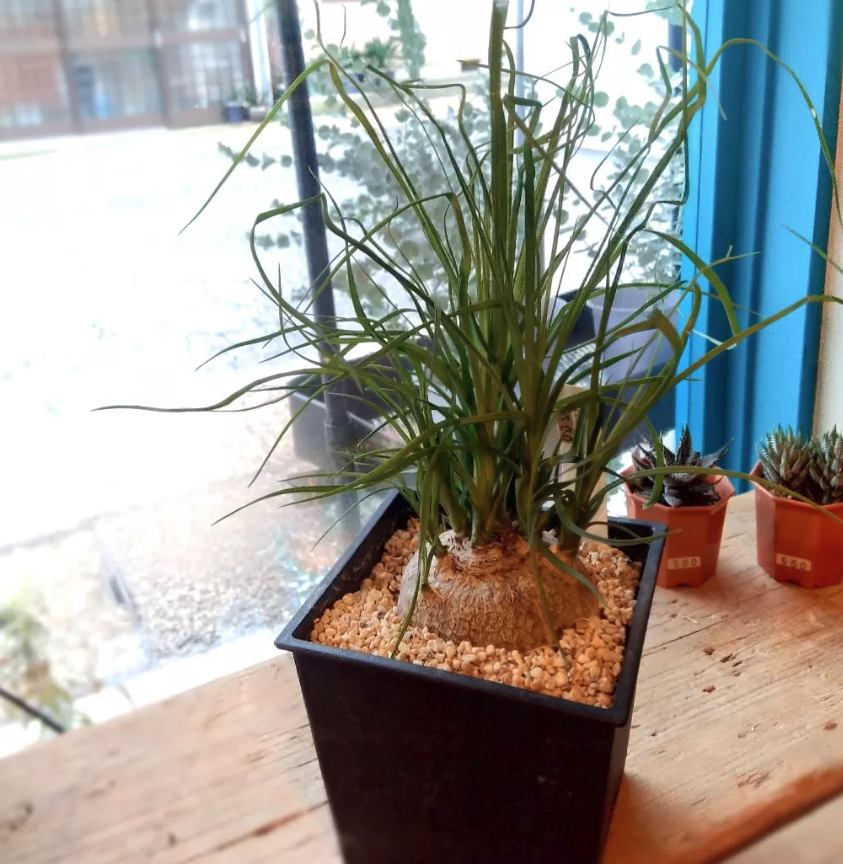 観葉植物のトックリラン