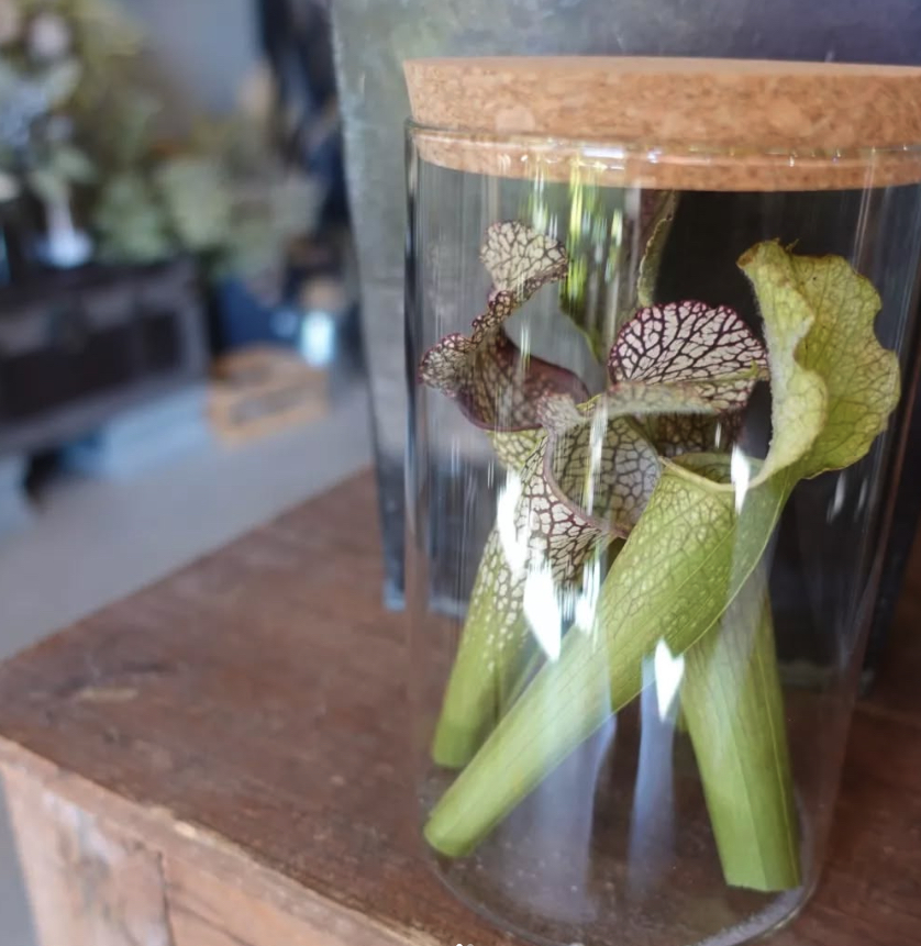 瓶に詰めた食虫植物のドライフラワー
